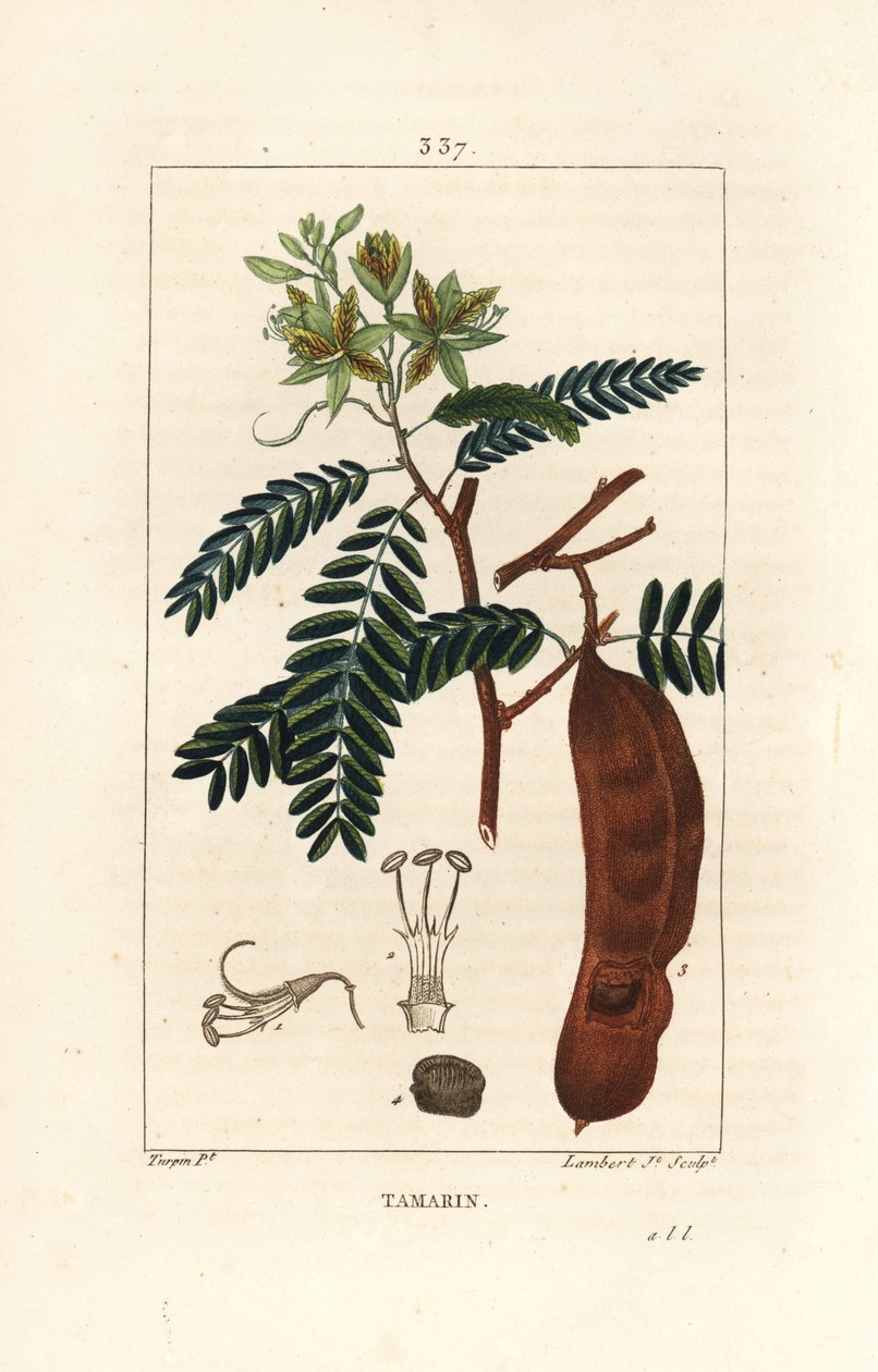 Tamarind - Tamarind, Tamarindus indica, skenande blomma, löv och fröskida. Handkolorerad kopparstick av Lambert Junior från en teckning av Pierre Jean-Francois Turpin från Chaumeton, Poiret och Chamberets "" La Flore Medicale,"" Paris, Panc av Pierre Jean Francois Turpin
