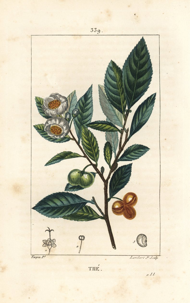 Theier - Te, Camellia sinensis, visar blad, frukt och blomma. Handkolorerad kopparstick av Lambert Junior från en teckning av Pierre Jean-Francois Turpin från Chaumeton, Poiret och Chamberets "" La Flore Medicale,"" Paris, Panckoucke av Pierre Jean Francois Turpin