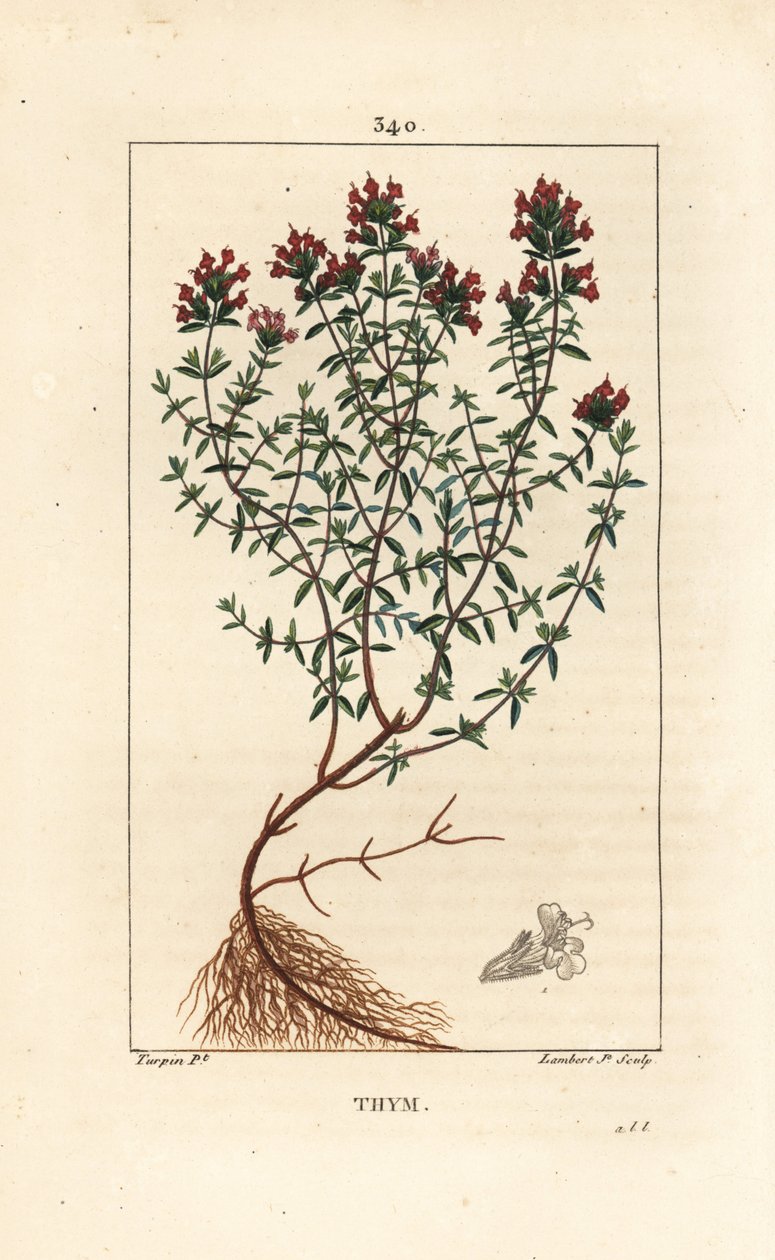 Timjan, Thymus vulgaris, visar, blomma, blad, stjälk och rot. Handkolorerad kopparstick av Lambert Junior från en teckning av Pierre Jean-Francois Turpin från Chaumeton, Poiret och Chamberets "" La Flore Medicale,"" Paris, Panckoucke av Pierre Jean Francois Turpin
