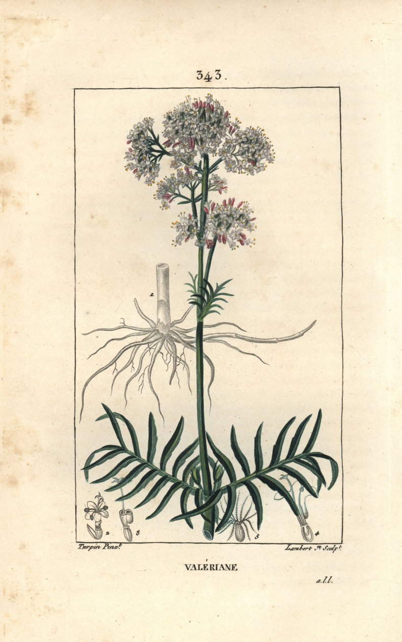 Valeriane av kullarna eller Valeriane med små blad - Valeriana, Valeriana officinalis, med blomma, blad, stjälk och rot. Handkolorerad kopparstick av Lambert Junior efter teckning av Pierre Jean-Francois Turpin från Chaumeton, Poiret och av Pierre Jean Francois Turpin