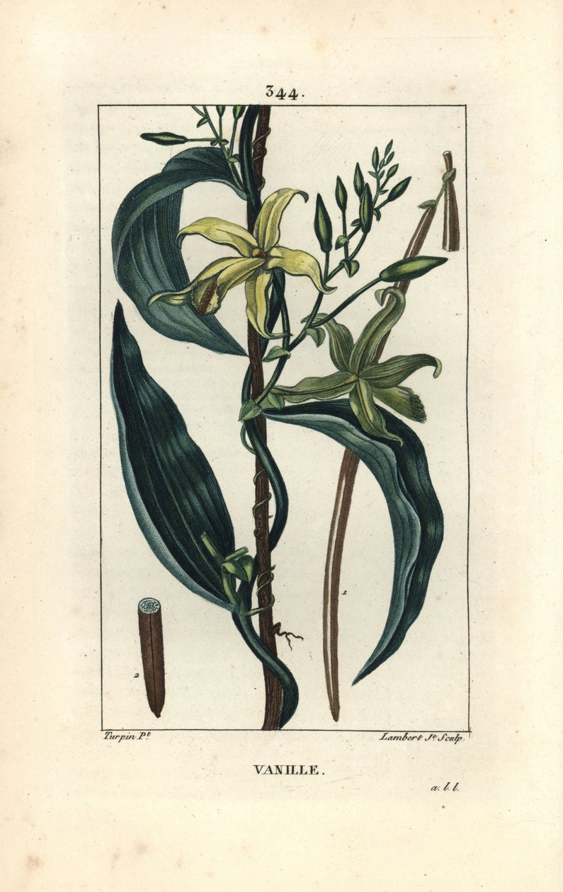 Vanilj - Vaniljorkidé, Epidendron vanilj, med blomma, blad, fröskida. Handkolorerad kopparstick av Lambert Junior från en teckning av Pierre Jean-Francois Turpin från Chaumeton, Poiret och Chamberets "" La Flore Medicale,"" Paris, Panck av Pierre Jean Francois Turpin