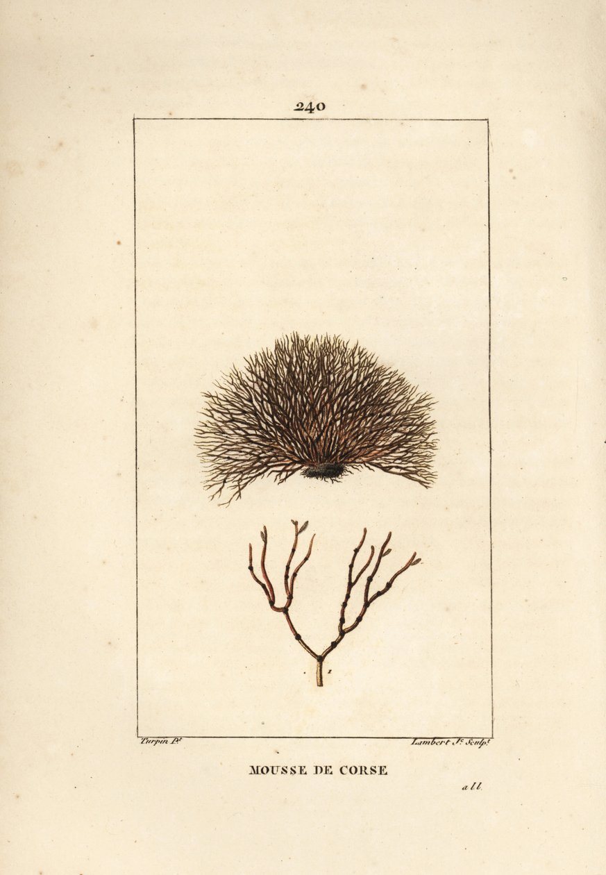 Variety of fucus - Havsvrak, Fucus helminthocorton. Handkolorerad kopparstick av Lambert Junior från en teckning av Pierre Jean-Francois Turpin från Chaumeton, Poiret och Chamberets "" La Flore Medicale,"" Paris, Panckoucke av Pierre Jean Francois Turpin