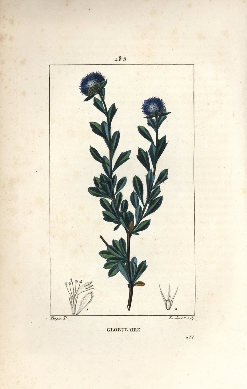 Variety of globular - Tretandbladig globularia, Globularia fruticosa. Handkolorerad kopparstick av Lambert Junior från en teckning av Pierre Jean-Francois Turpin från Chaumeton, Poiret och Chamberets "" La Flore Medicale,"" Paris, Panc av Pierre Jean Francois Turpin