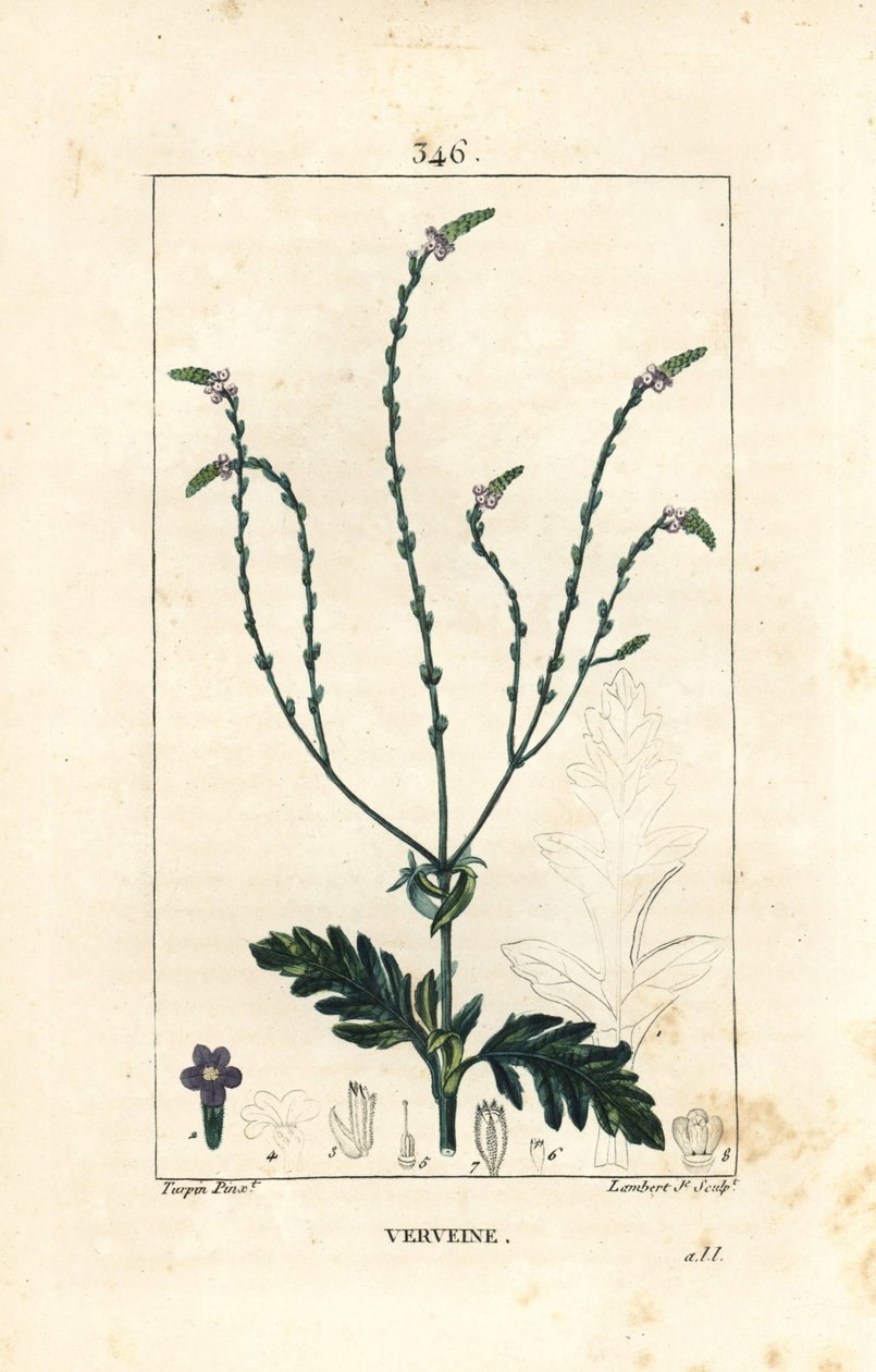 Verbena eller helig ört, Venus ven eller häxört - Vervain, Verbena officinalis. Handkolorerad kopparstick av Lambert Junior från en teckning av Pierre Jean-Francois Turpin från Chaumeton, Poiret och Chamberets "" La Flore Medicale,"" Par av Pierre Jean Francois Turpin