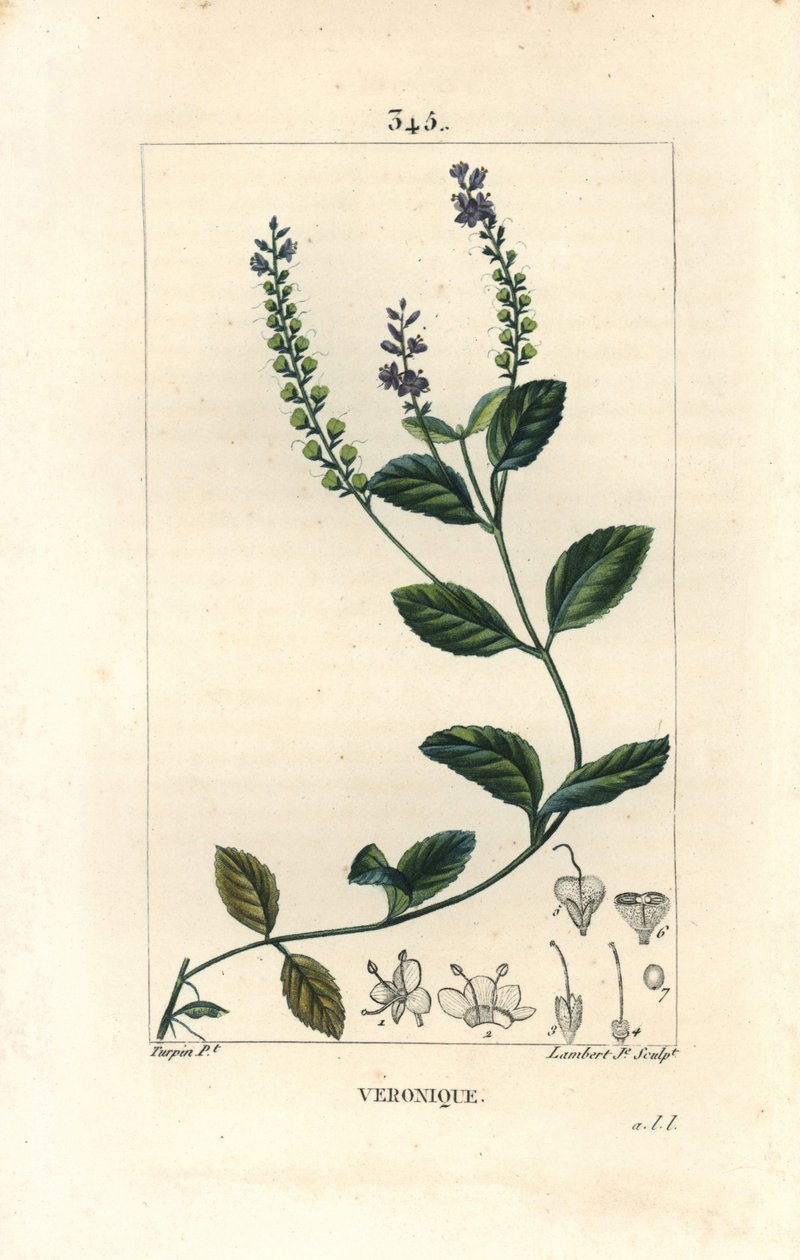 Veronique officinale - Hane speedwell, Veronica officinalis. Handkolorerad kopparstick av Lambert Junior från en teckning av Pierre Jean-Francois Turpin från Chaumeton, Poiret och Chamberets "" La Flore Medicale,"" Paris, Panckoucke av Pierre Jean Francois Turpin