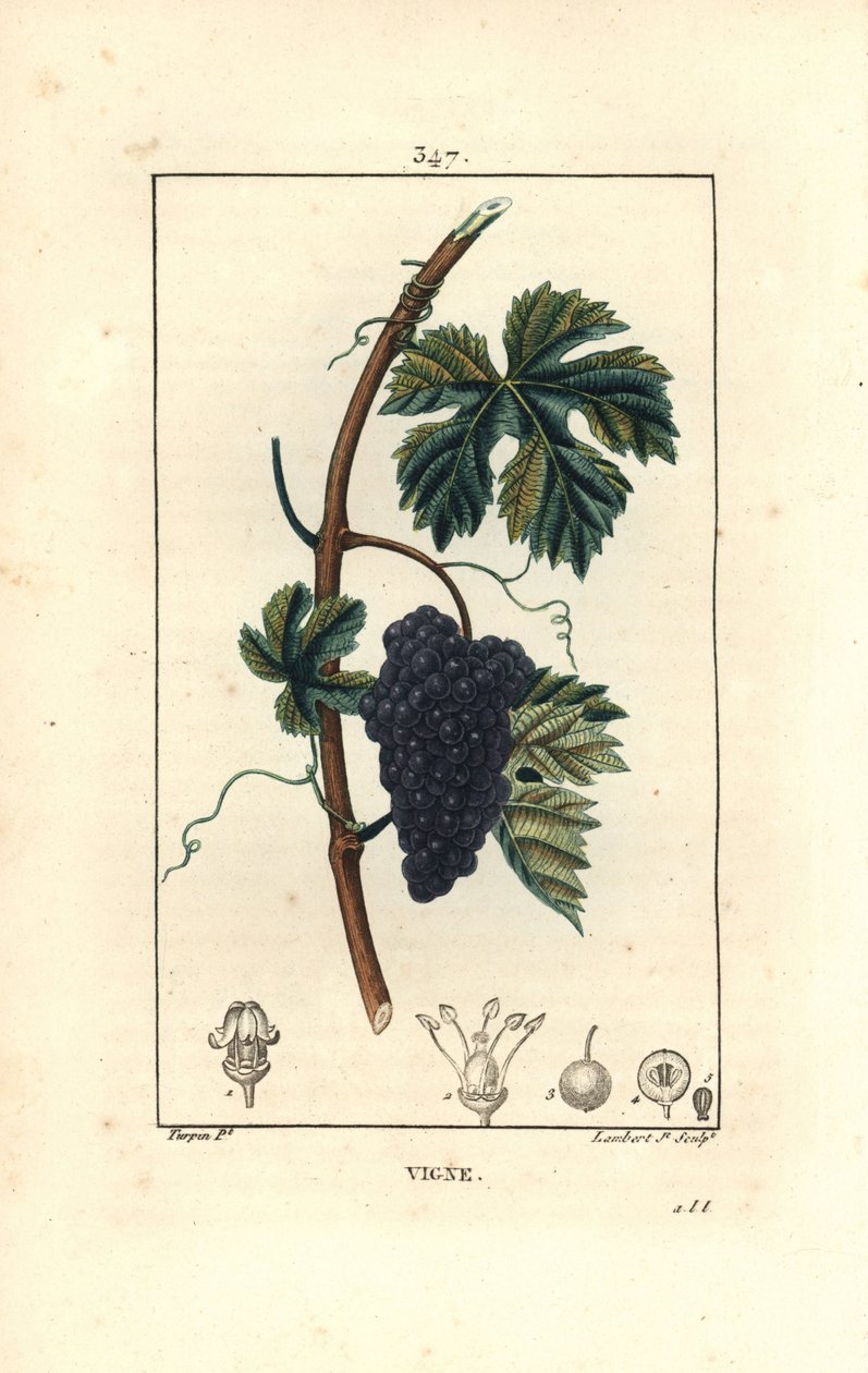 Vinranka - Vinranka, Vitis vinifera, med frukt, blad, ranka och stjälk. Handkolorerad kopparstick av Lambert Junior från en teckning av Pierre Jean-Francois Turpin från Chaumeton, Poiret och Chamberets "" La Flore Medicale,"" Paris, Panckouc av Pierre Jean Francois Turpin
