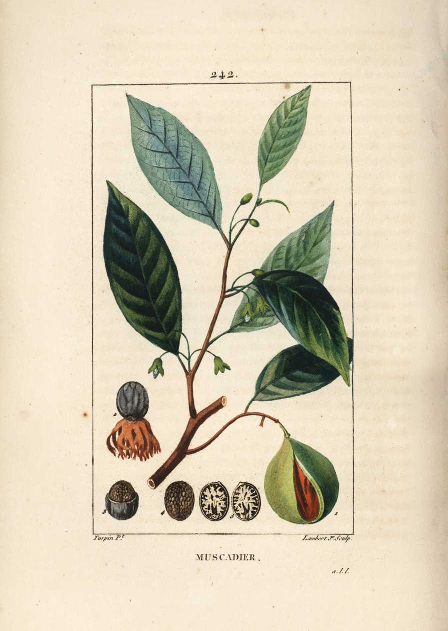 Vomic nötter - Muskot och muskotblomma, Myristica moschata, löv, frö och frukt. Handkolorerad kopparstick av Lambert Junior från en teckning av Pierre Jean-Francois Turpin från Chaumeton, Poiret och Chamberets "" La Flore Medicale,"" Paris, Panckou av Pierre Jean Francois Turpin