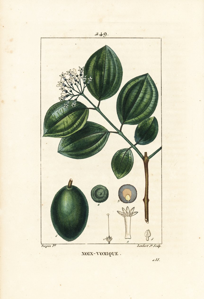 Vomiker - Strychnineträd eller giftnöt, Strychnos nux-vomica, med frukt, frö, blad och blomma. Handkolorerad kopparstick av Lambert Junior från en teckning av Pierre Jean-Francois Turpin från Chaumeton, Poiret och Chamberets "" La Flore av Pierre Jean Francois Turpin