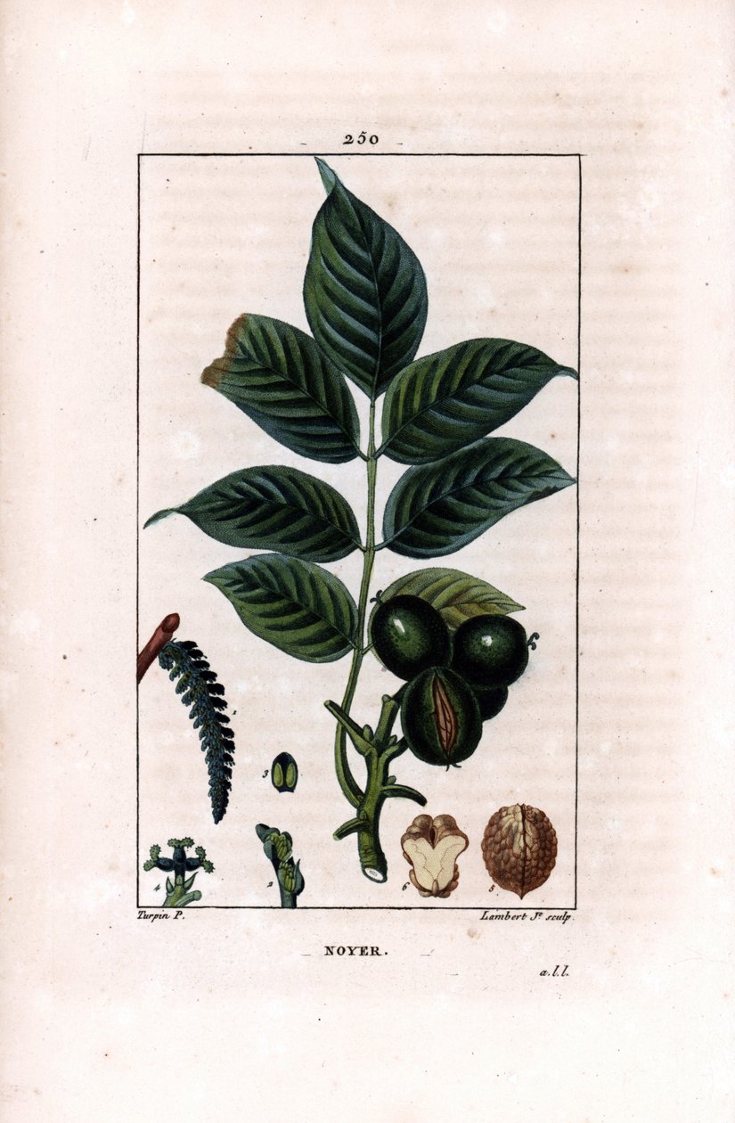 Valnötsgren med nötter - Valnötsträd, Juglans regia, med gren, löv, mogen frukt, nöt i skal och i sektion. Handkolorerad kopparstick av Lambert Junior efter teckning av Pierre Jean-Francois Turpin från Chaumeton, Poiret et Chamber av Pierre Jean Francois Turpin