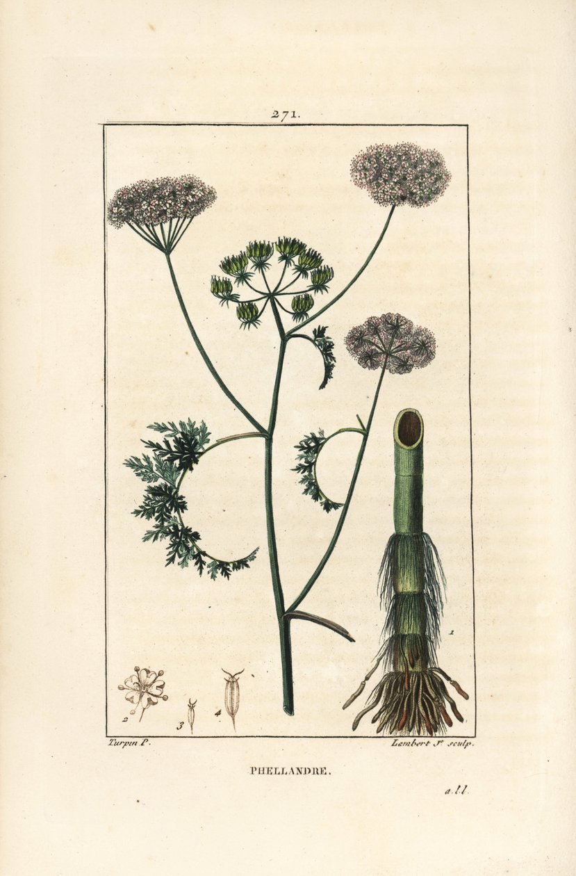 Vattendroppört eller vattenhöna, Oenanthe aquatica (Phellandrium aquatica), med blomma, blad, stjälk och rot. Handkolorerad kopparstick av Lambert Junior efter en teckning av Pierre Jean-Francois Turpin från Chaumeton, Poiret och Chamberet
