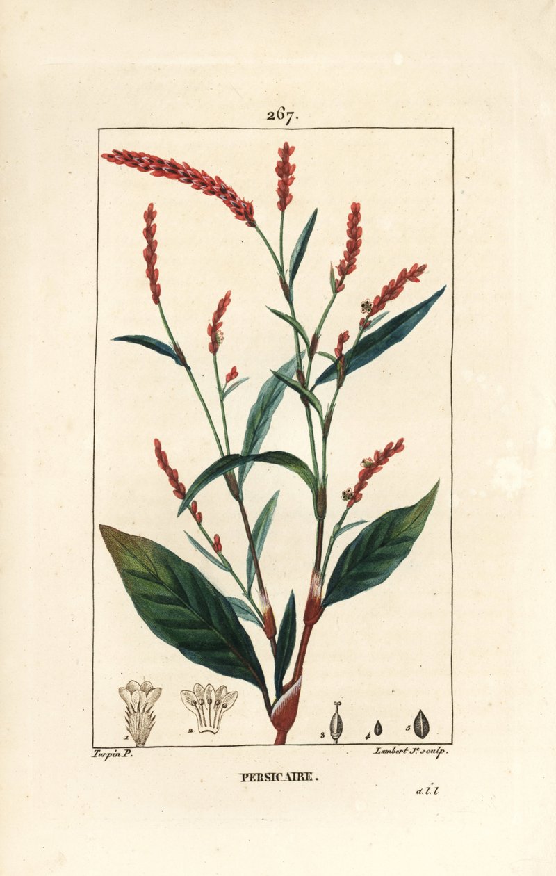 Vattenpeppar knotwee - Vattenpeppar, Persicaria hydropiper (Polygonum hydropiper), med blomma, stjälk och blad. Handkolorerad kopparstick av Lambert Junior efter teckning av Pierre Jean-Francois Turpin från Chaumeton, Poiret och Chamberet