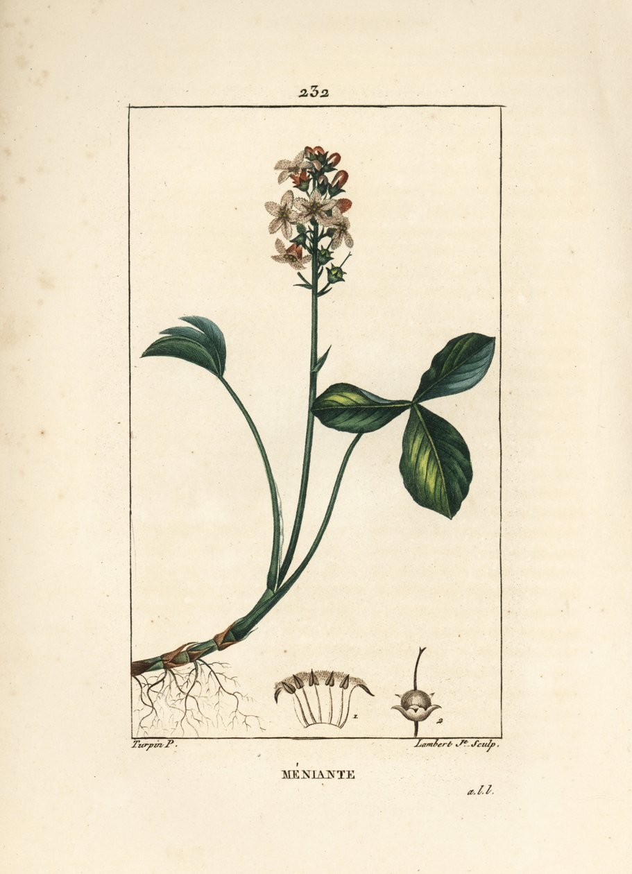 Vatten trefoil eller menyanth water trefoil - Mars trefoil, Menyanthes trifoliata. Handkolorerad kopparstick av Lambert Junior från en teckning av Pierre Jean-Francois Turpin från Chaumeton, Poiret och Chamberets "" La Flore Medicale,"" Paris, av Pierre Jean Francois Turpin