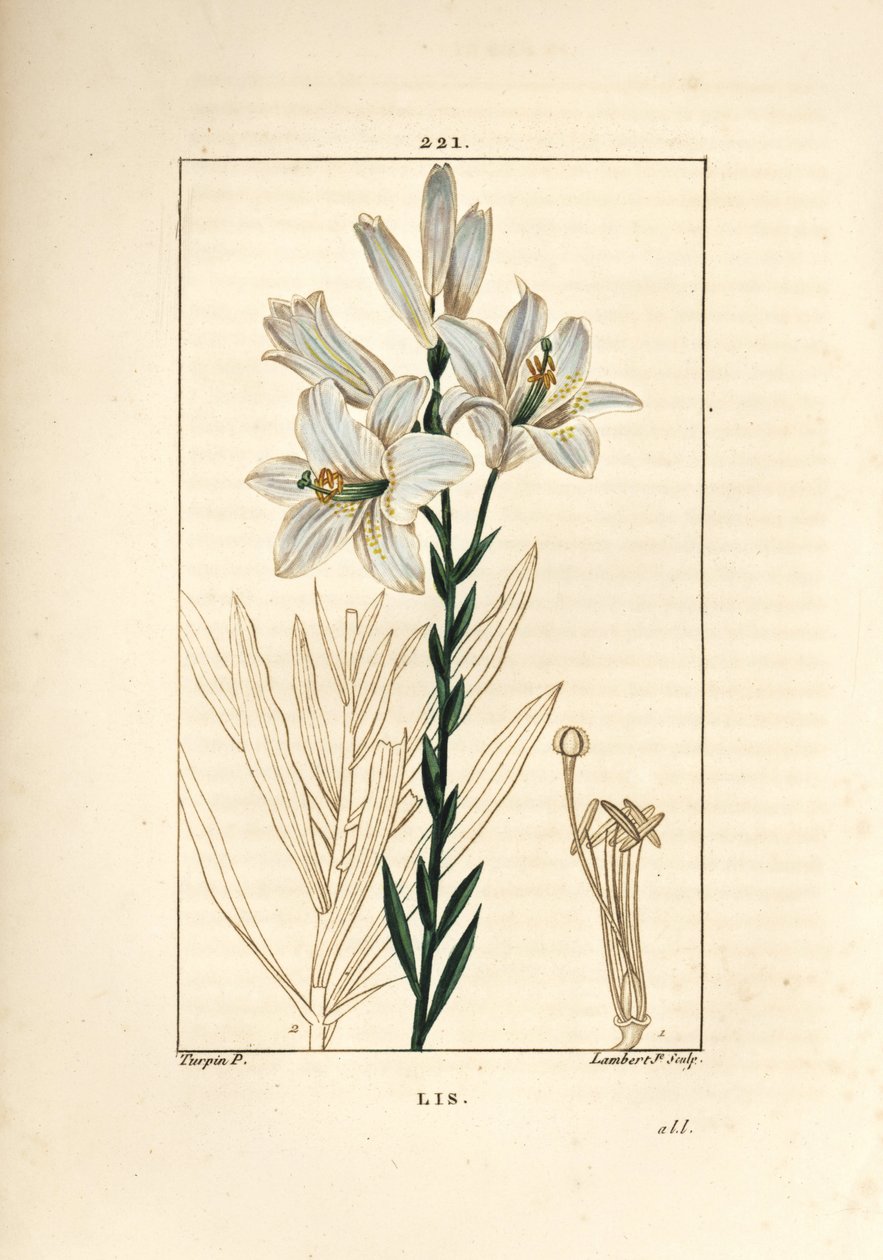 Vitlilja eller madonnalilja - Vitlilja, Lilium candidum. Handkolorerad kopparstick av Lambert Junior från en teckning av Pierre Jean-Francois Turpin från Chaumeton, Poiret och Chamberets "" La Flore Medicale,"" Paris, Panckoucke av Pierre Jean Francois Turpin