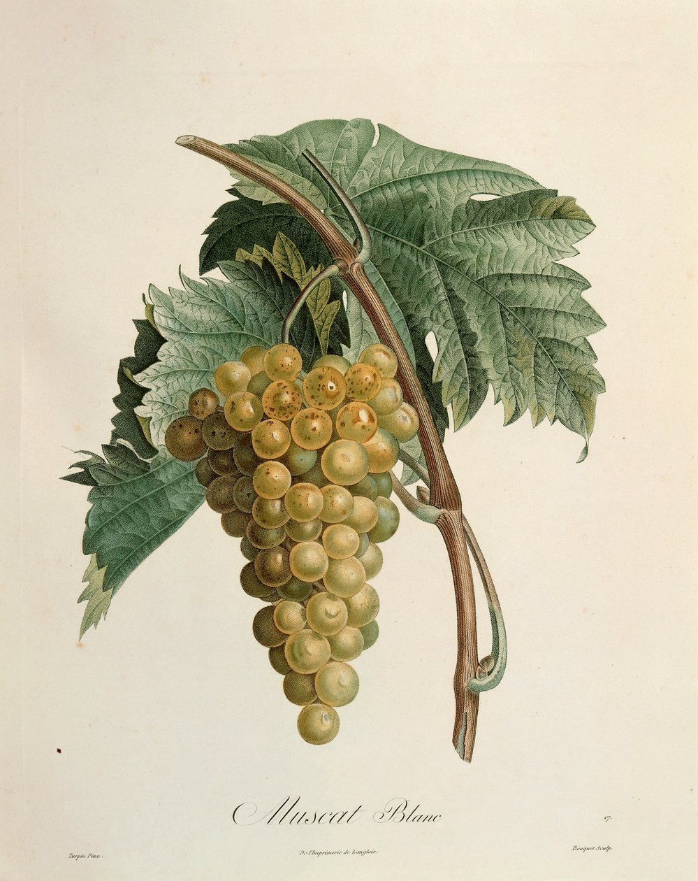 Vita muscatdruvor av Pierre Jean Francois Turpin (1775-1840) av Pierre Jean Francois Turpin