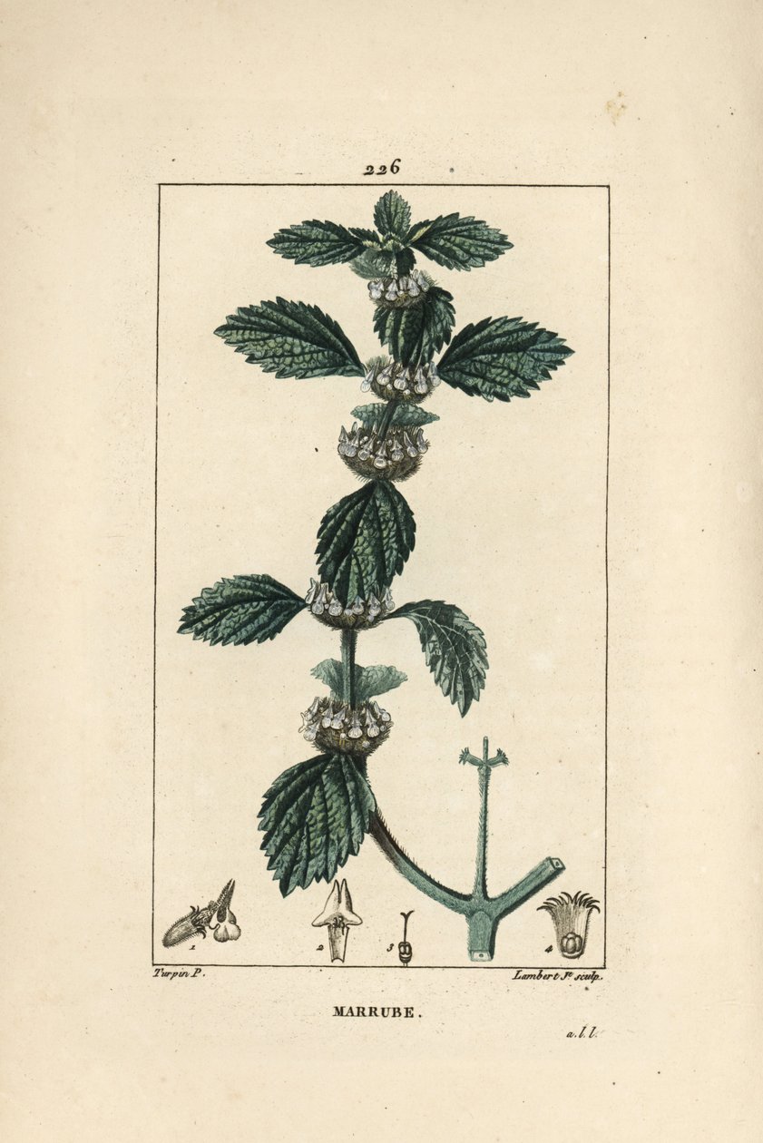 Vit eller vanlig marrube - Vanlig horehound, Marrubium vulgare. Handkolorerad kopparstick av Lambert Junior från en teckning av Pierre Jean-Francois Turpin från Chaumeton, Poiret och Chamberets "" La Flore Medicale,"" Paris, Panckoucke av Pierre Jean Francois Turpin
