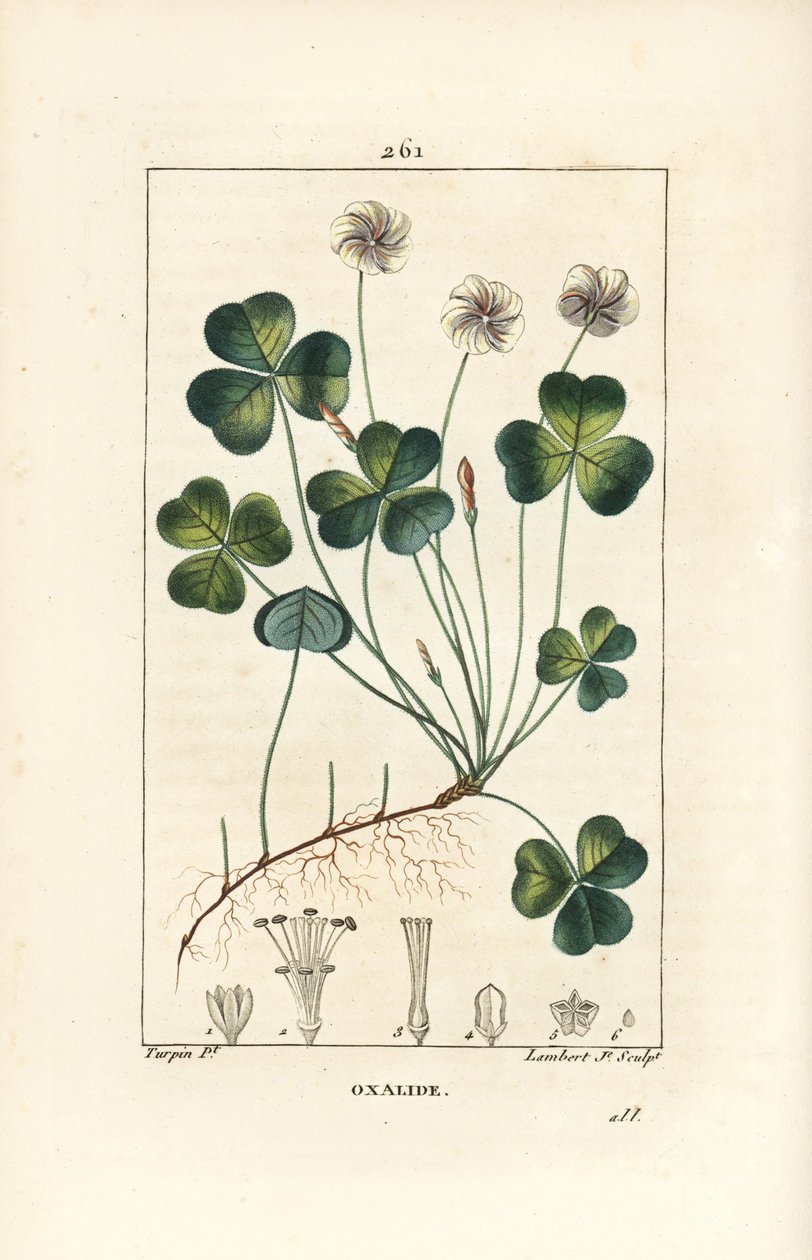 Vedsyra, Oxalide (oxalis) des bois - Vedsyra, Oxalis acetosella, med blomma, blad, stjälk, frö och rot. Handkolorerad kopparstick av Lambert Junior efter en teckning av Pierre Jean-Francois Turpin från Chaumeton, Poiret och Chambere av Pierre Jean Francois Turpin