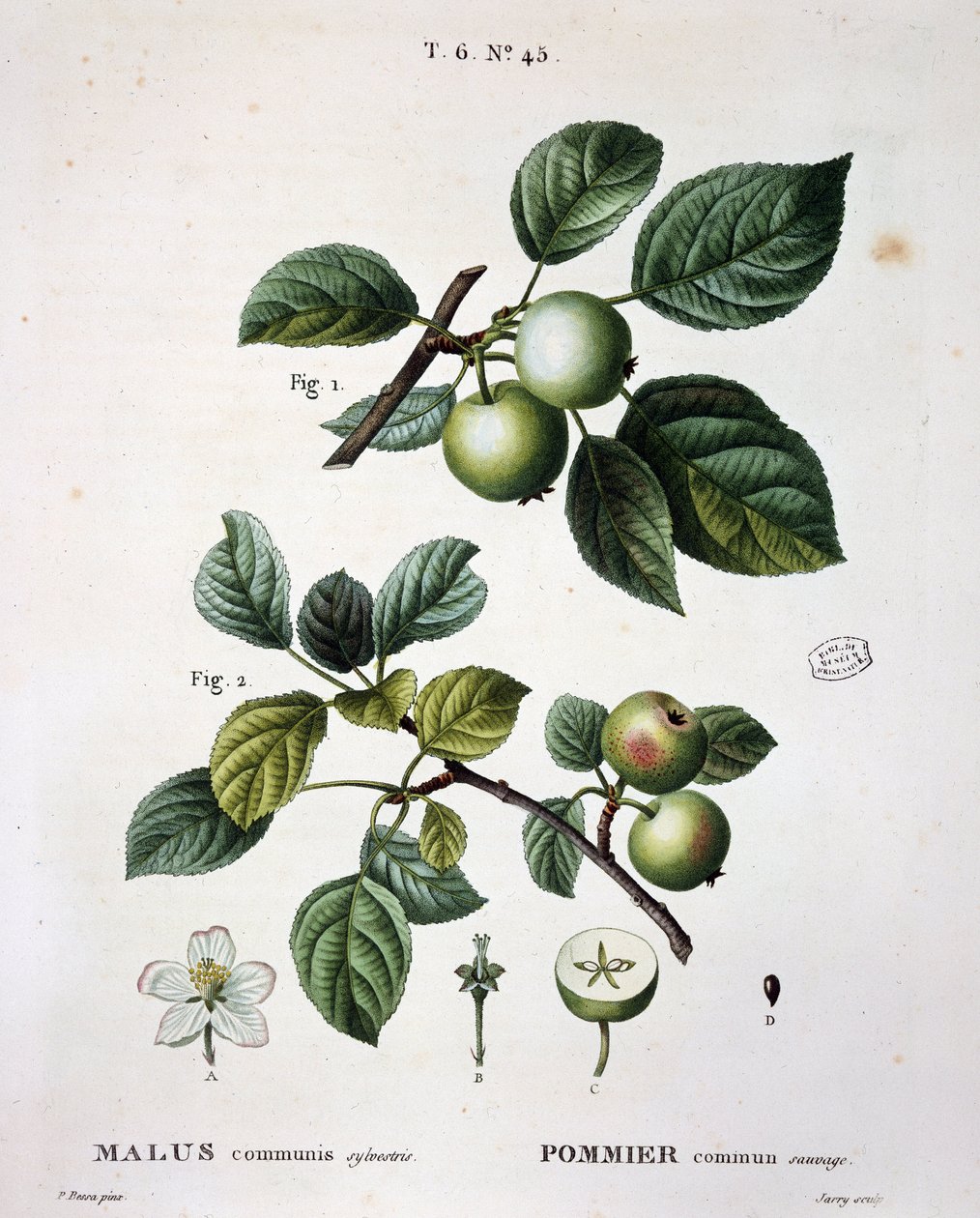 Vilda vanligt äpple - i "" New Duhamel du Monceau eller avhandling om träd och buskar som odlar i Frankrike", figurer enligt ritningar av P.J. Redoute och P. Bessa, Paris av Pierre Joseph (after) Redoute