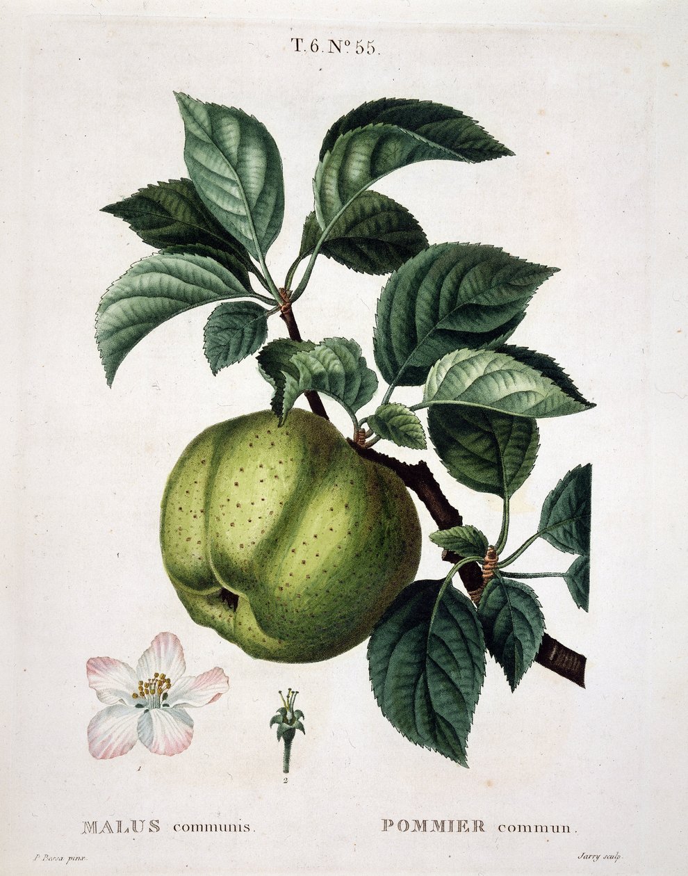 Äppelträd - i "" New Duhamel du Monceau eller godsaker av träd och buskar som man odlar i Frankrike", figurer efter ritningarna av P.J. Redoute och P. Bessa, Paris av Pierre Joseph (after) Redoute
