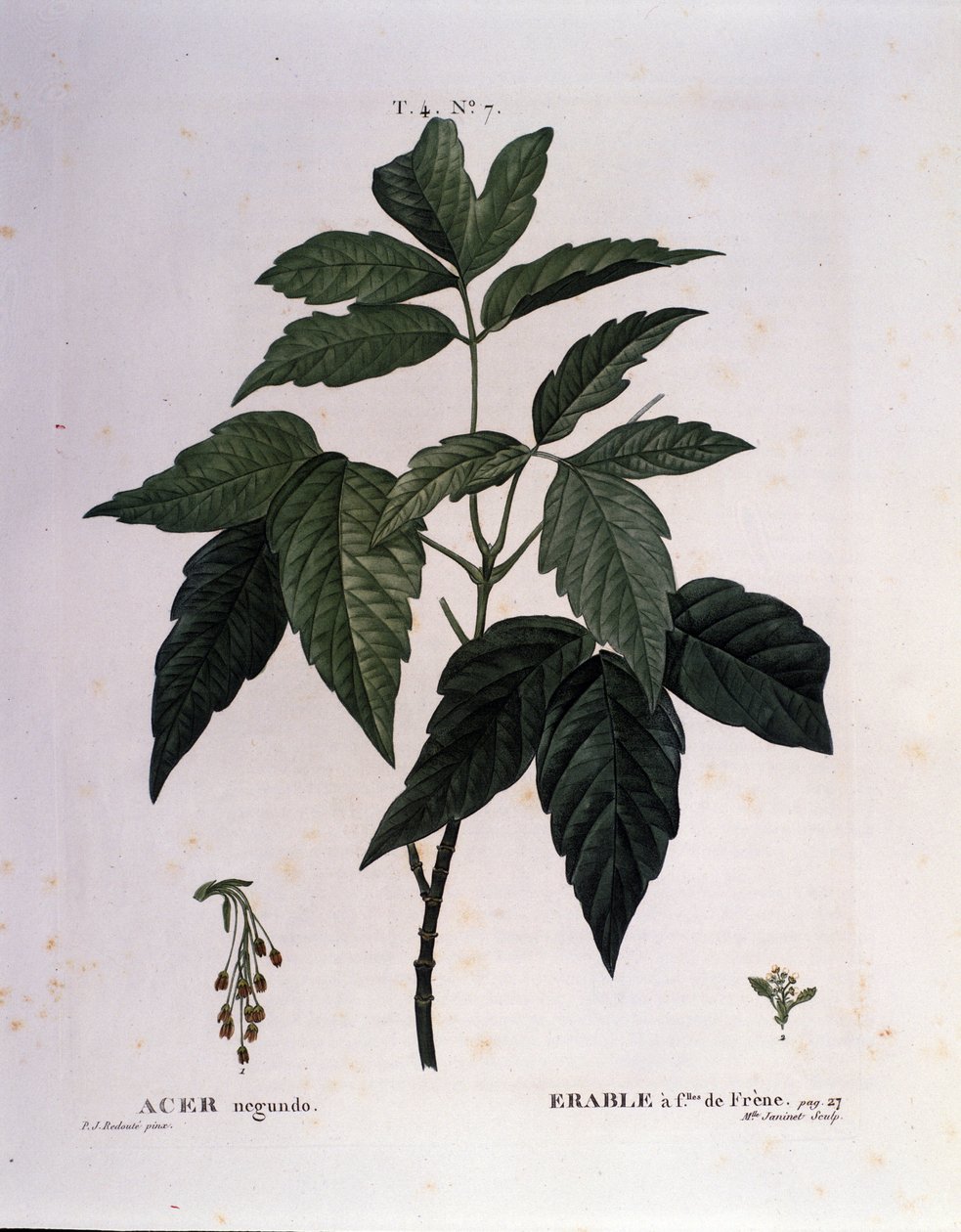 Botanisk: Lönngren. Tallrik hämtad från "" Nouveau Duhamel du Monceau eller Treats Treats Treats and Bushs Cultivated in France"" Akvarell av Pierre Joseph Redoute (1759-1840) 1819 av Pierre Joseph (after) Redoute