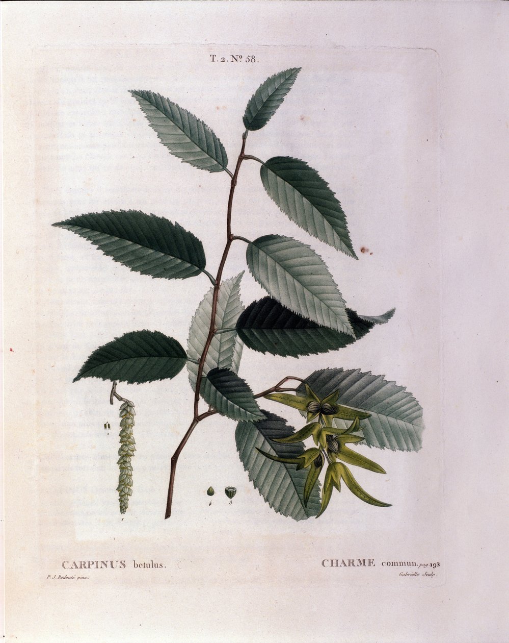 Botanisk: gren av charm. Tallrik hämtad från "" Nouveau Duhamel du Monceau eller Treats Treats Treats and Bushs Cultivated in France"" Akvarell av Pierre Joseph Redoute (1759-1840) 1819 av Pierre Joseph (after) Redoute