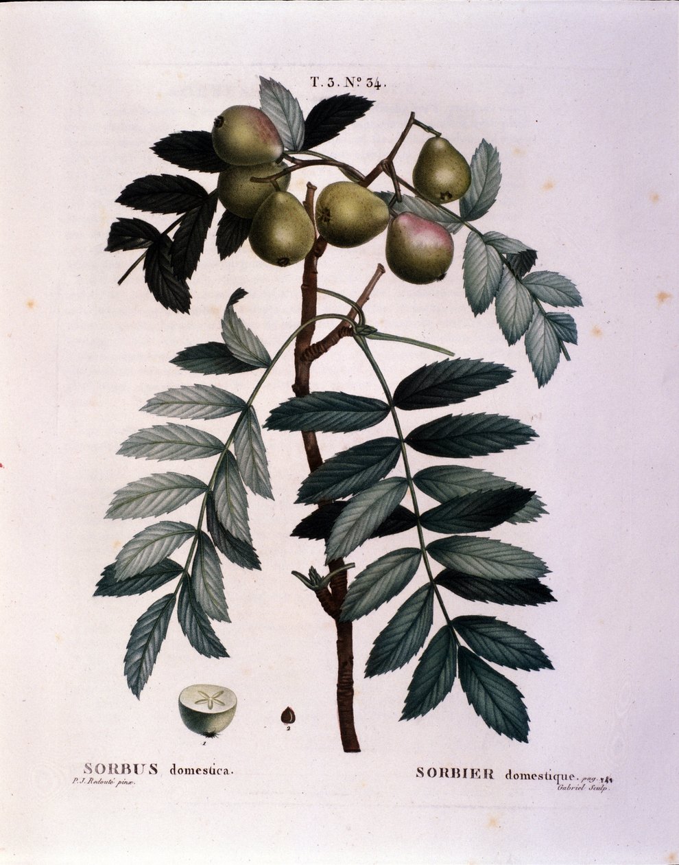 Botanisk: gren av cormier (Sorbus domestica) Plåt tecknad från "" Nouveau Duhamel du Monceau eller Treats Treats Treats and Bushs Cultivated in France"" Akvarell av Pierre Joseph Redoute (1759-1840) 1819 av Pierre Joseph (after) Redoute
