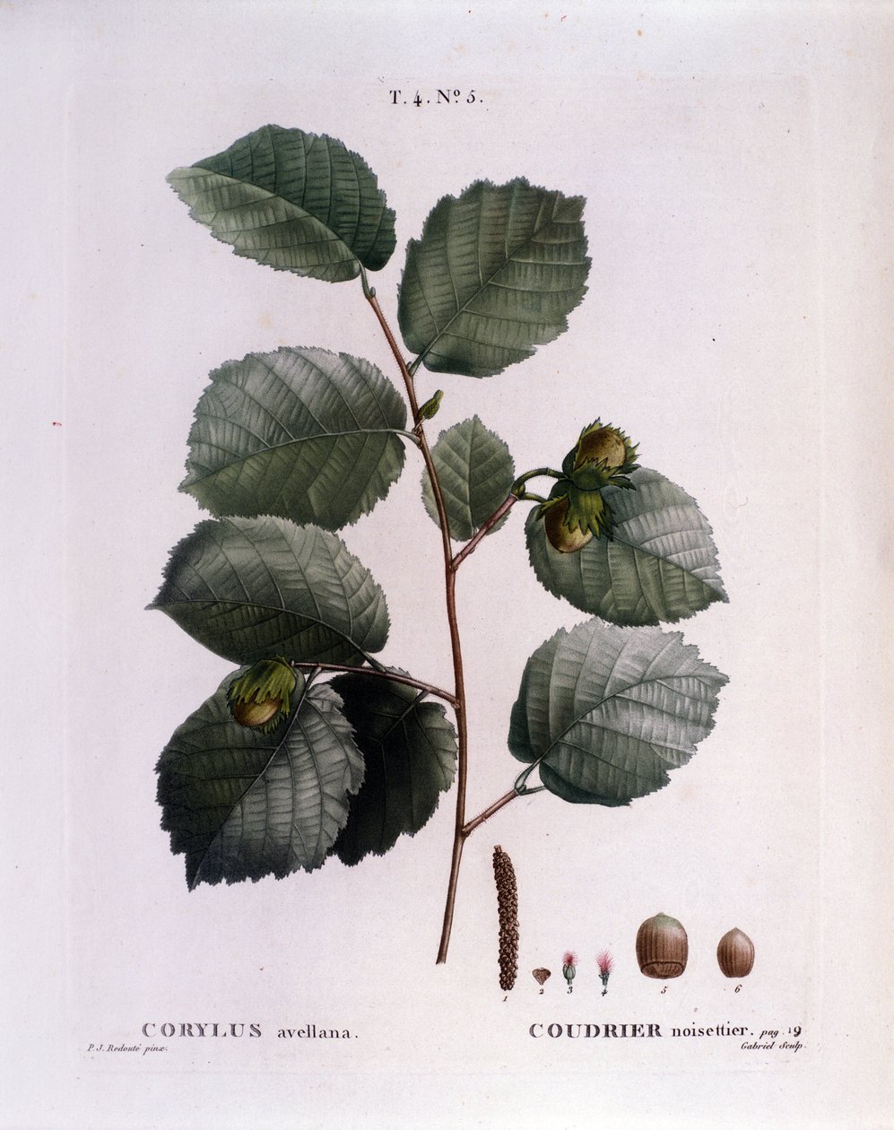 Botanisk: hasselnötsgren. Tallrik hämtad från "" Nouveau Duhamel du Monceau eller Treats Treats Treats and Bushs Cultivated in France"" Akvarell av Pierre Joseph Redoute (1759-1840) 1819 av Pierre Joseph (after) Redoute