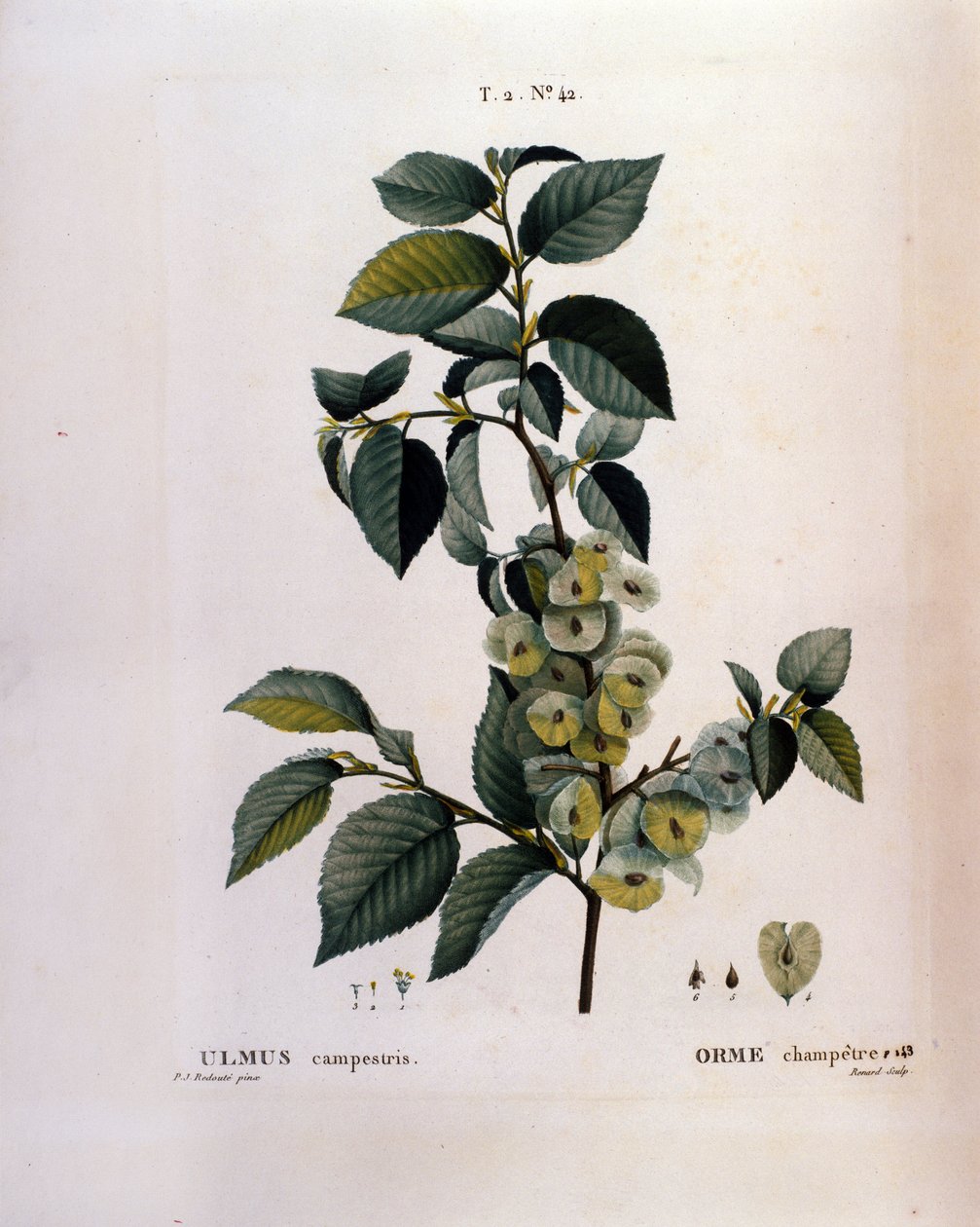 Botanik: almgren. Tallrik hämtad från "" Nouveau Duhamel du Monceau eller Treats Treats Treats and Bushs Cultivated in France"" Akvarell av Pierre Joseph Redoute (1759-1840) 1819 av Pierre Joseph (after) Redoute