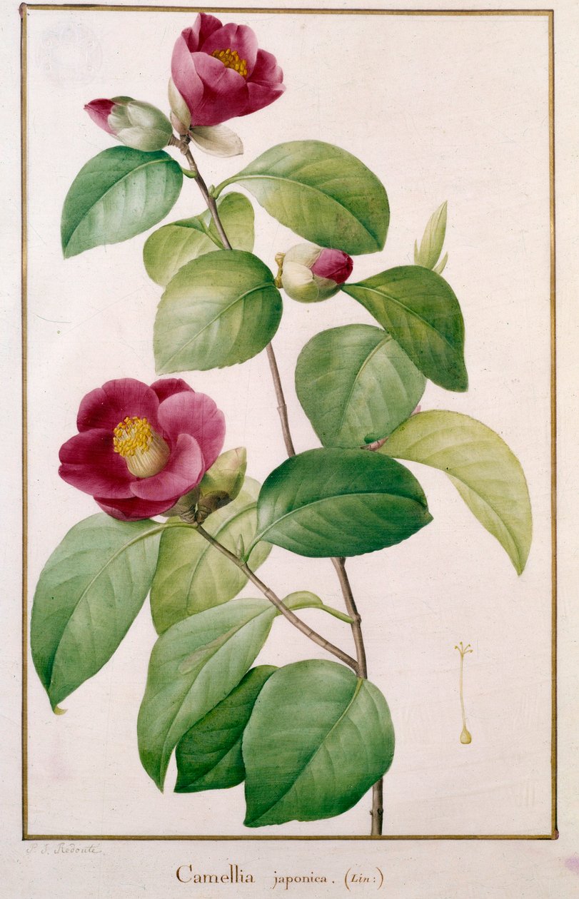 Camellia japonica Botanical Plate av Pierre Joseph Redoute (1759-1840) 1800-talets Paris, Naturhistoriska museet av Pierre Joseph (after) Redoute