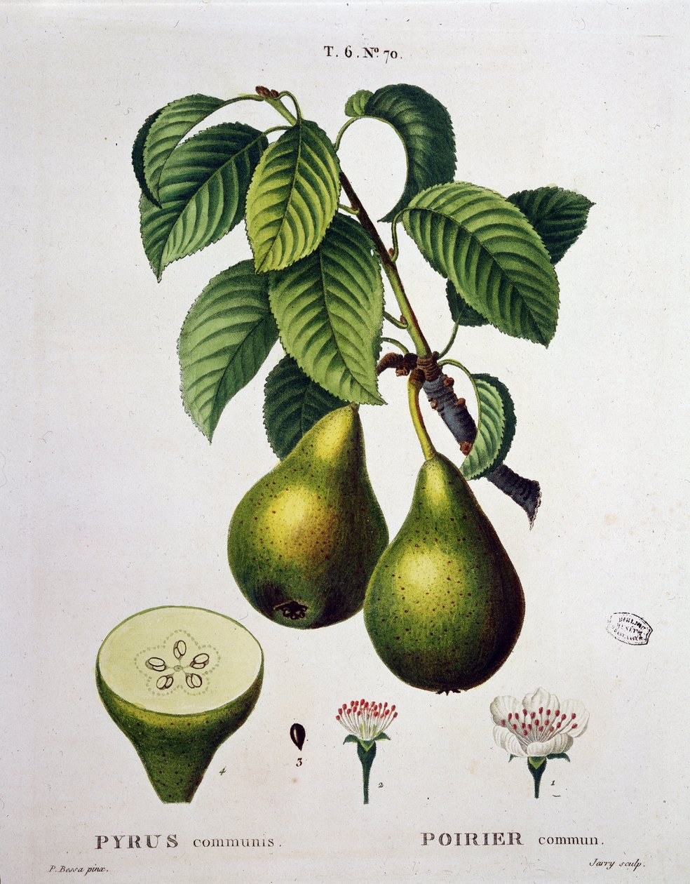 Poirier - i "" New Duhamel du Monceau eller avhandling om träd och buskar som odlar i Frankrike"", figurer enligt ritningarna av P.J. Redoute och P. Bessa, Paris av Pierre Joseph (after) Redoute