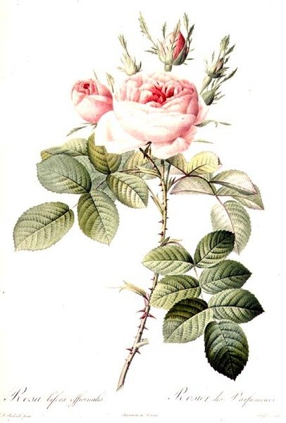 Rosa Bifera Officinalis, graverad av Langlois, utgiven av Remond (färggravyr) av Pierre Joseph (after) Redoute