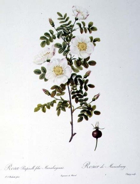 Rosa Pimpinellifolia Mariaeburgensis, graverad av Chapuy, från "Les Roses", av Remond, pub. 1818 (färgad gravyr) av Pierre Joseph (after) Redoute