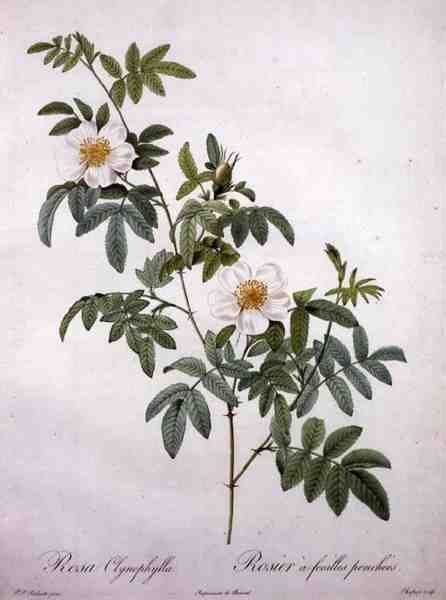 Rosa clynophylla, graverad av Chapuy, från 
