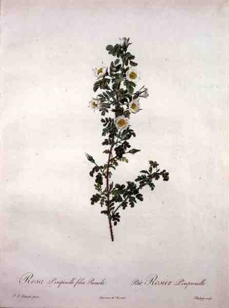 Rosa pimpinelli folia pumila (dvärg skotsk ros), graverad av Chapuy, från 