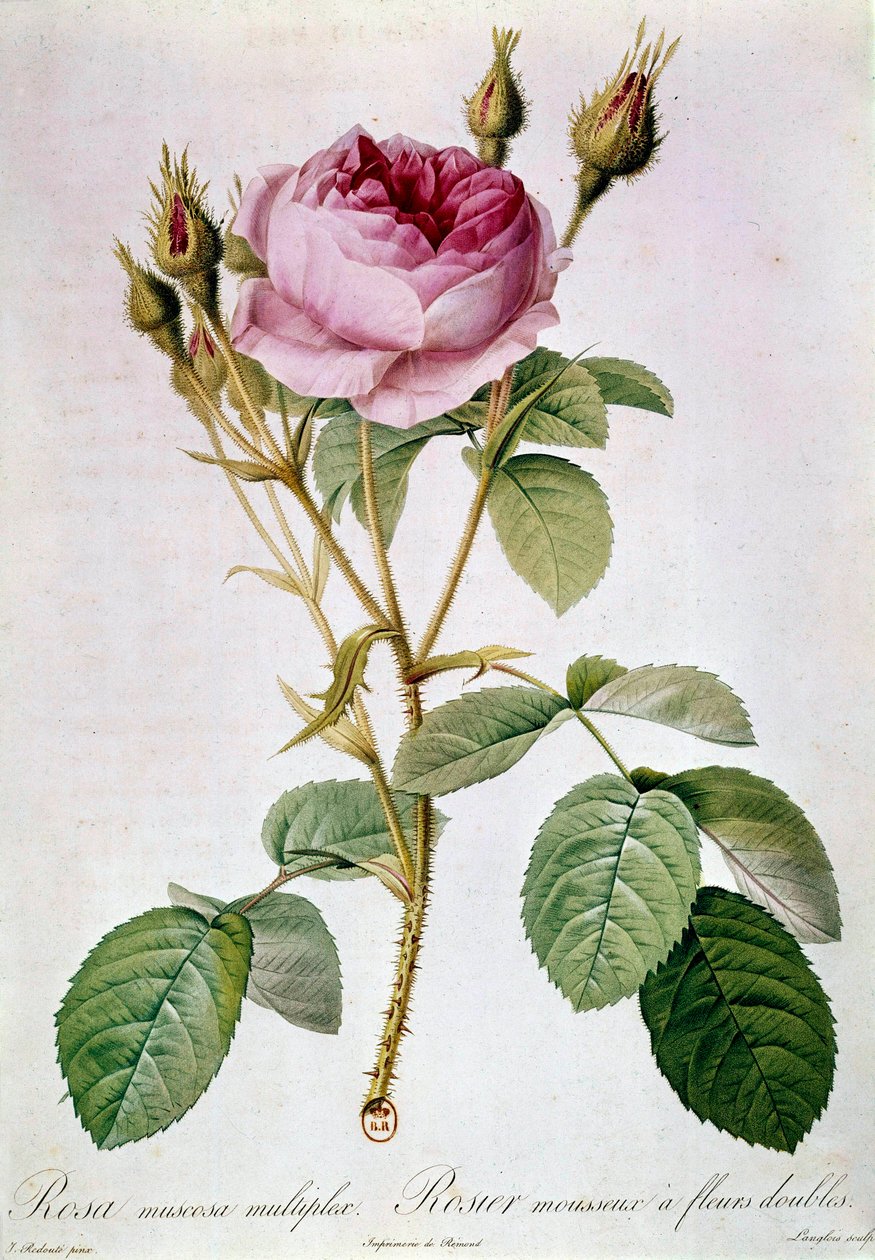 Rose Planche av Pierre Joseph Redoute (1759-1840) 1817 Paris, B.N. av Pierre Joseph (after) Redoute