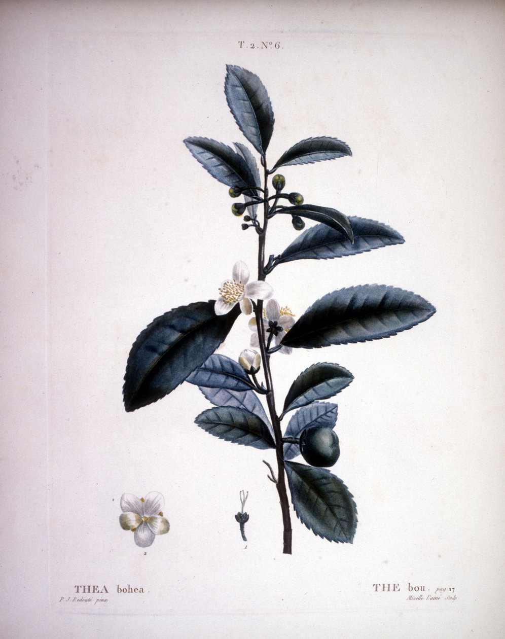 Thea Bohea - The Bou av Redoute. - i "" New Duhamel du Monceau eller avhandling om träd och buskar som odlar i Frankrike", figurer enligt ritningarna av P.J. Redoute och P. Bessa, Paris av Pierre Joseph (after) Redoute