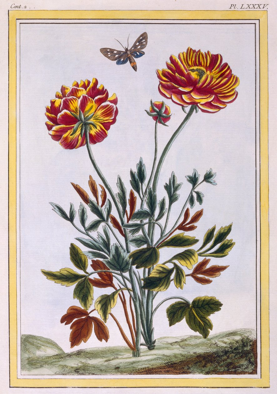 En variation av dubbelblommig gul vallmo, ca 1776 (handfärgad gravyr) av Pierre Joseph Buchoz