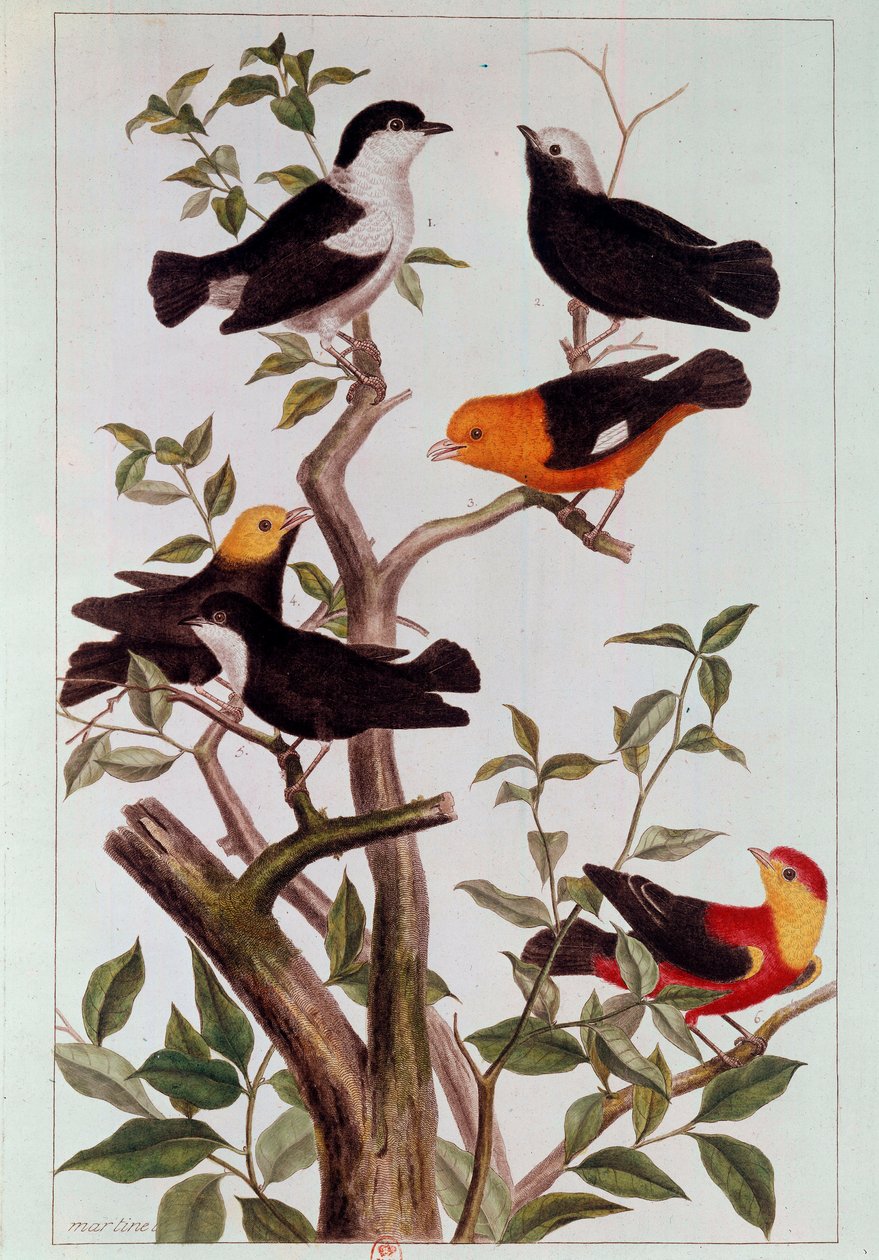 Fåglar på grenar Litografi av Pierre Joseph (1731-1807) 1700-talets Paris, B.N. av Pierre Joseph Buchoz