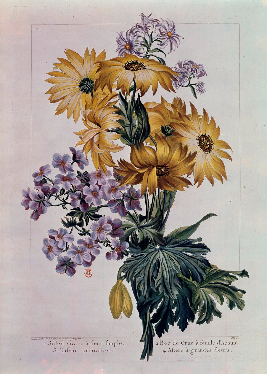 Bukett av solar och andra blommor. Perenn sol med enkelblomma, krannäbb med acouitblad och aster med stora blommor. Litografi av Pierre Joseph (1731-1807) 1700-talets Paris, B.N. av Pierre Joseph Buchoz