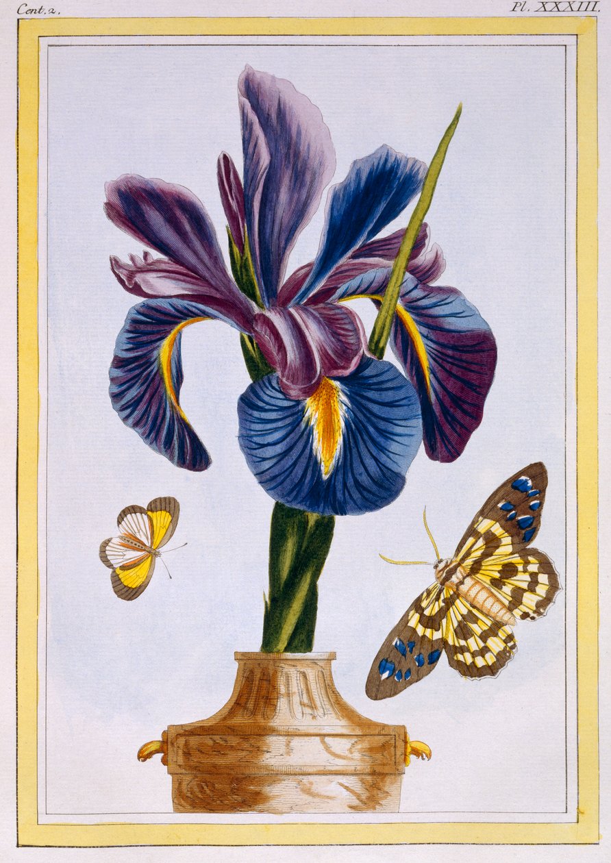 Vanlig iris med fjärilar, pub. 1776. av Pierre Joseph Buchoz
