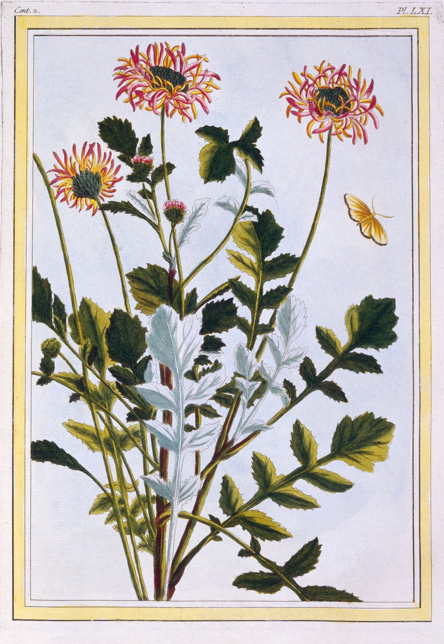 Etiopisk arcotis (afrikansk lilja), ca 1766 (handfärgad gravyr) av Pierre Joseph Buchoz