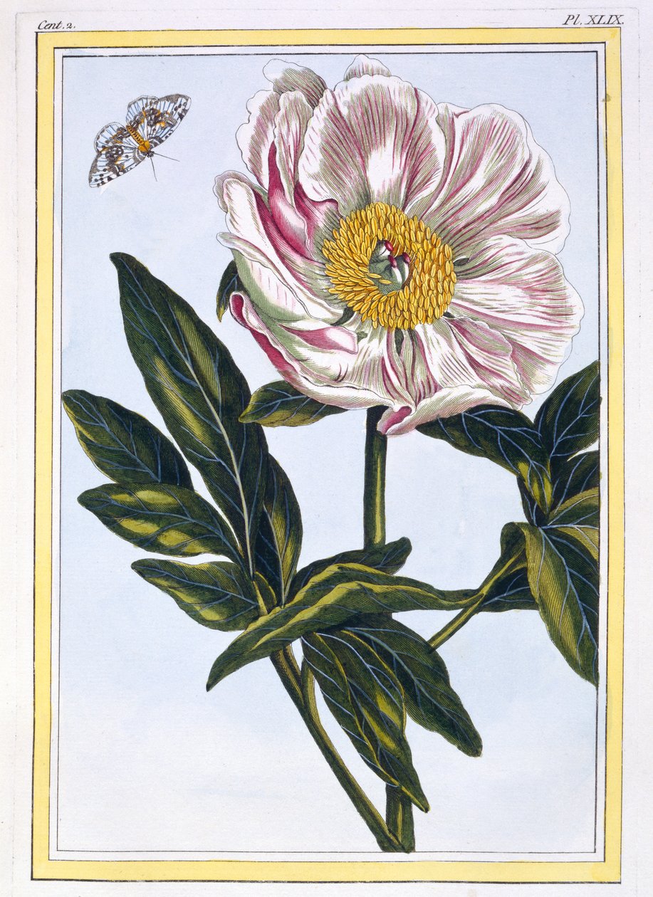 Köttfärgad vanlig Paeony, pub. 1776. av Pierre Joseph Buchoz