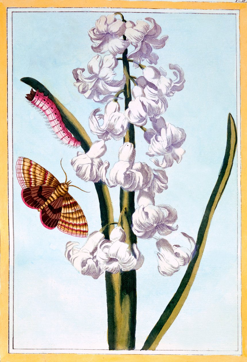 Hyacinth, ca 1766 (handfärgad gravyr) av Pierre Joseph Buchoz