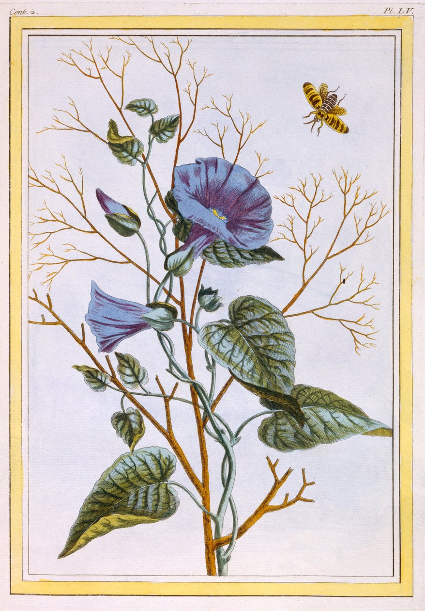The Great Purple Bindweed Convolvulus, pub. 1776. av Pierre Joseph Buchoz