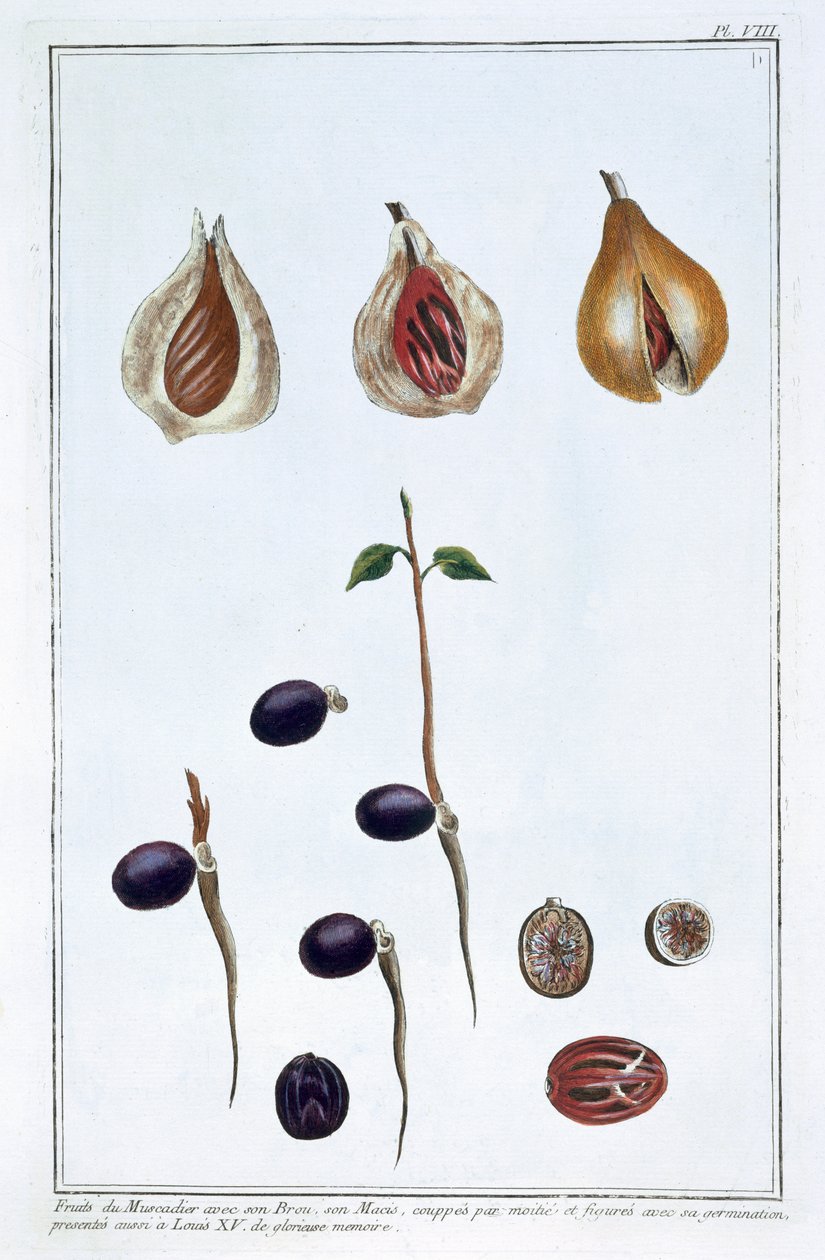 Muskotnöt, c1751-1807 av Pierre Joseph Buchoz