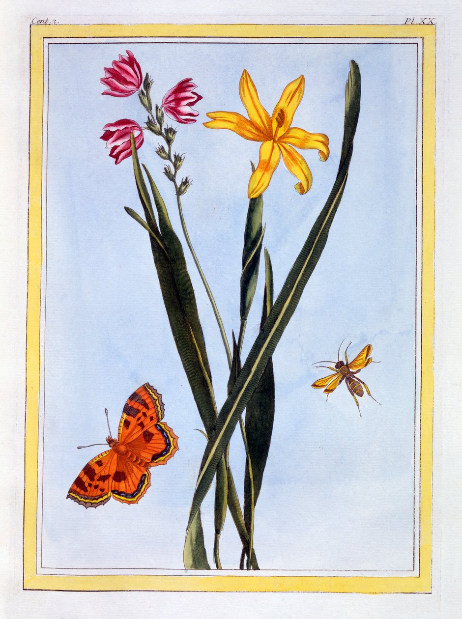Sydamerikanska Ixia, pub. 1776. av Pierre Joseph Buchoz