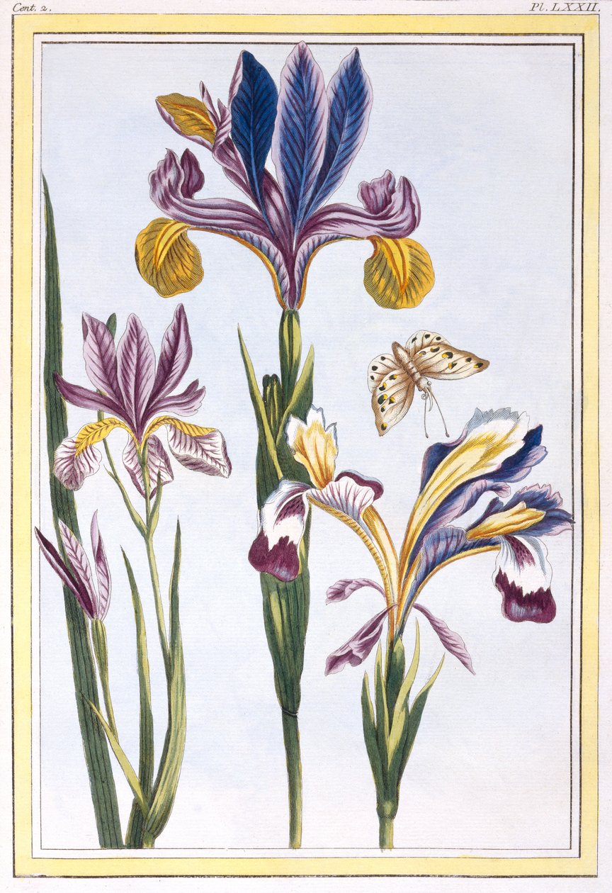 Brokig iris, ca 1776 (handkolorerad gravyr) av Pierre Joseph Buchoz