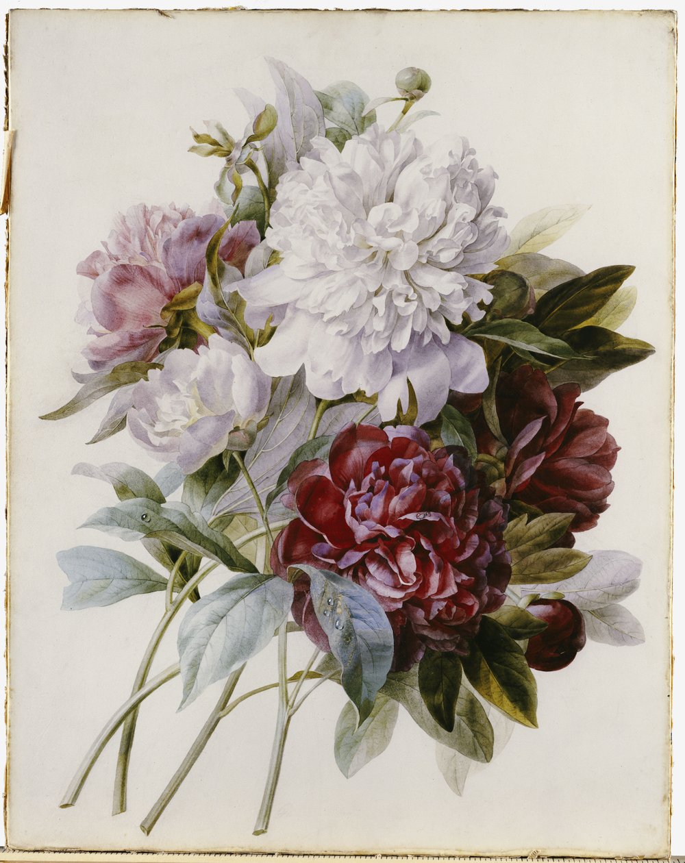 En bukett med röda, rosa och vita pioner av Pierre Joseph Redouté