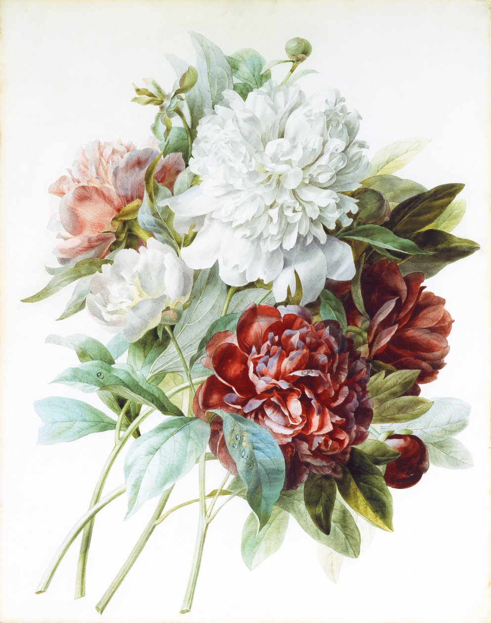 En bukett med röda, rosa och vita pioner, av Pierre Joseph Redouté