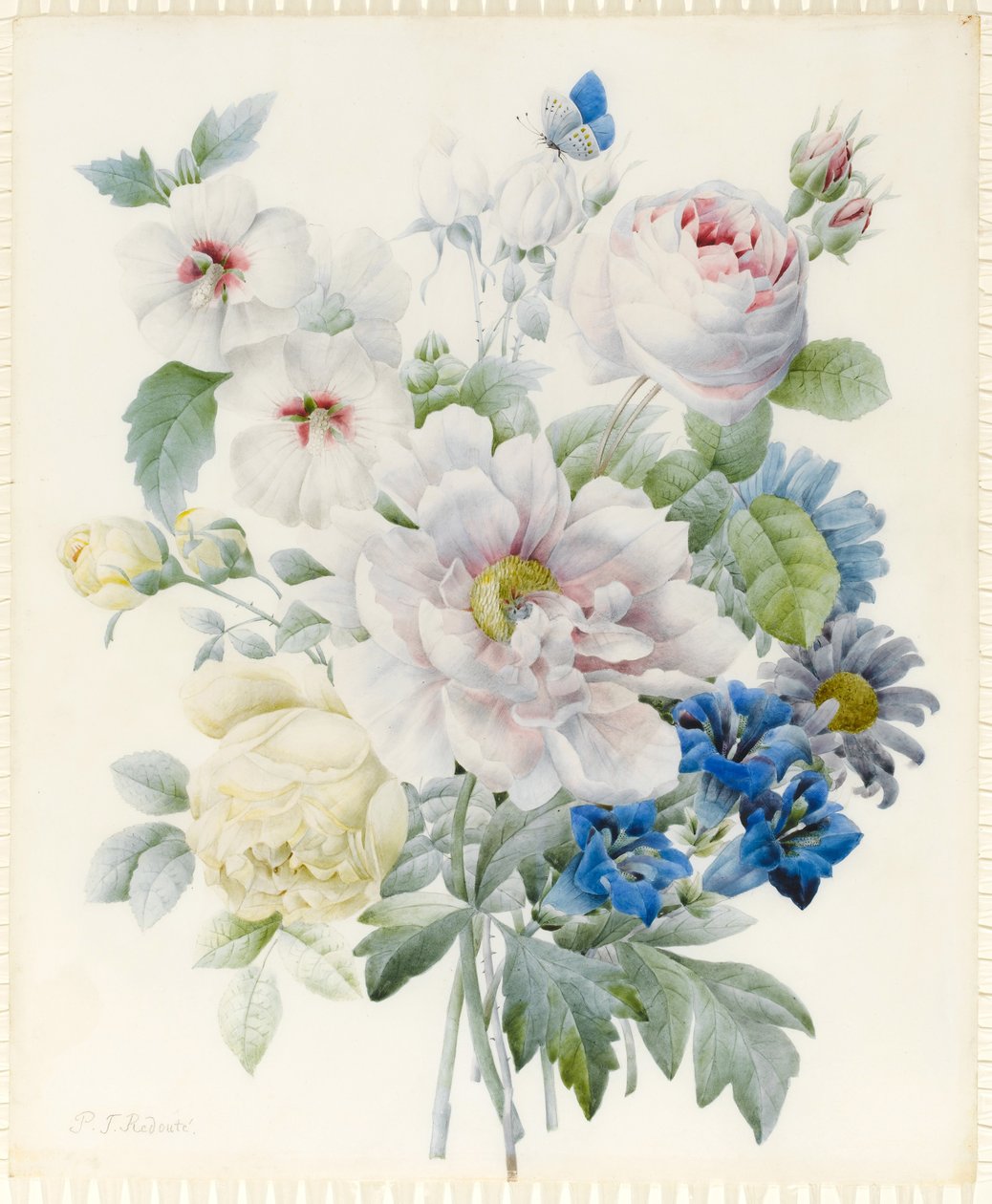 Ett knippe blommor inklusive en pion, rosor, hibiskus, asters, gentiana och en imaginär blå fjäril (grafit och wc med spår av gummi arabiskt över grafit på veläng) av Pierre Joseph Redouté