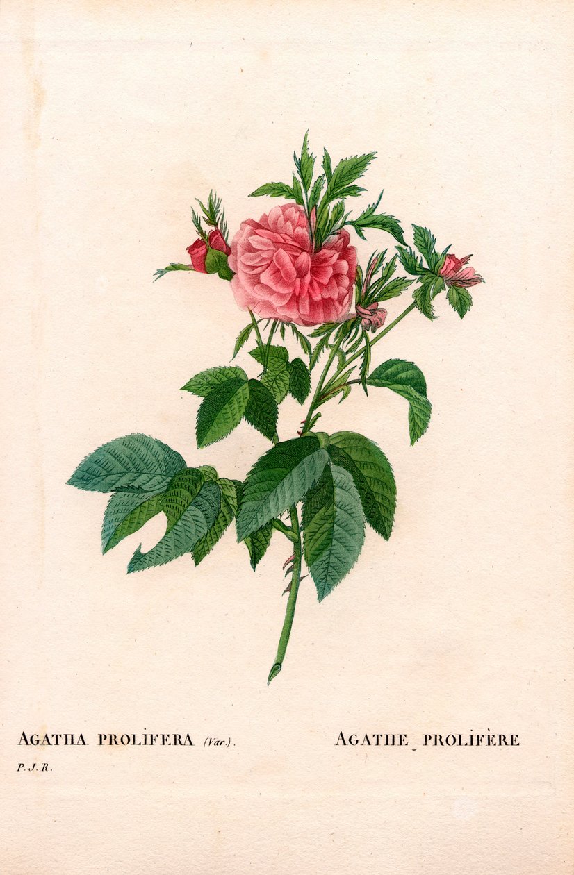 Agatha prolifere rose, Rosa gallica sort. Handfärgad kopparsticksgravyr från Pierre Joseph Redoutes "" Les Roses,"" Paris av Pierre Joseph Redouté